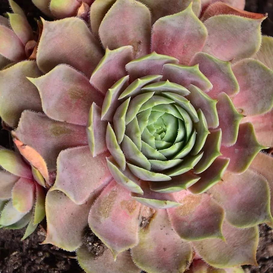 Desert Bloom Hen's and Chicks, House Leek