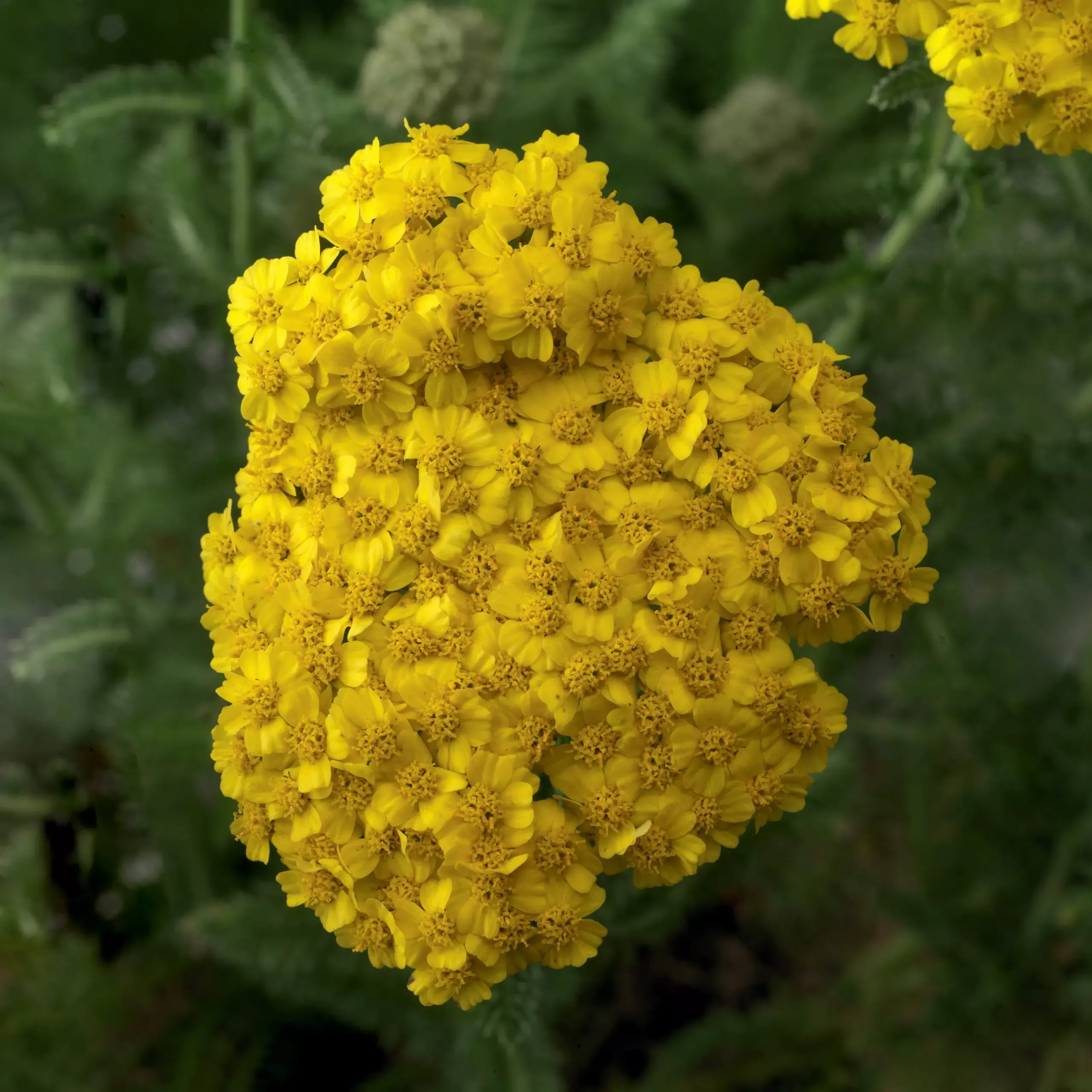 Desert Eve Yellow Yarrow