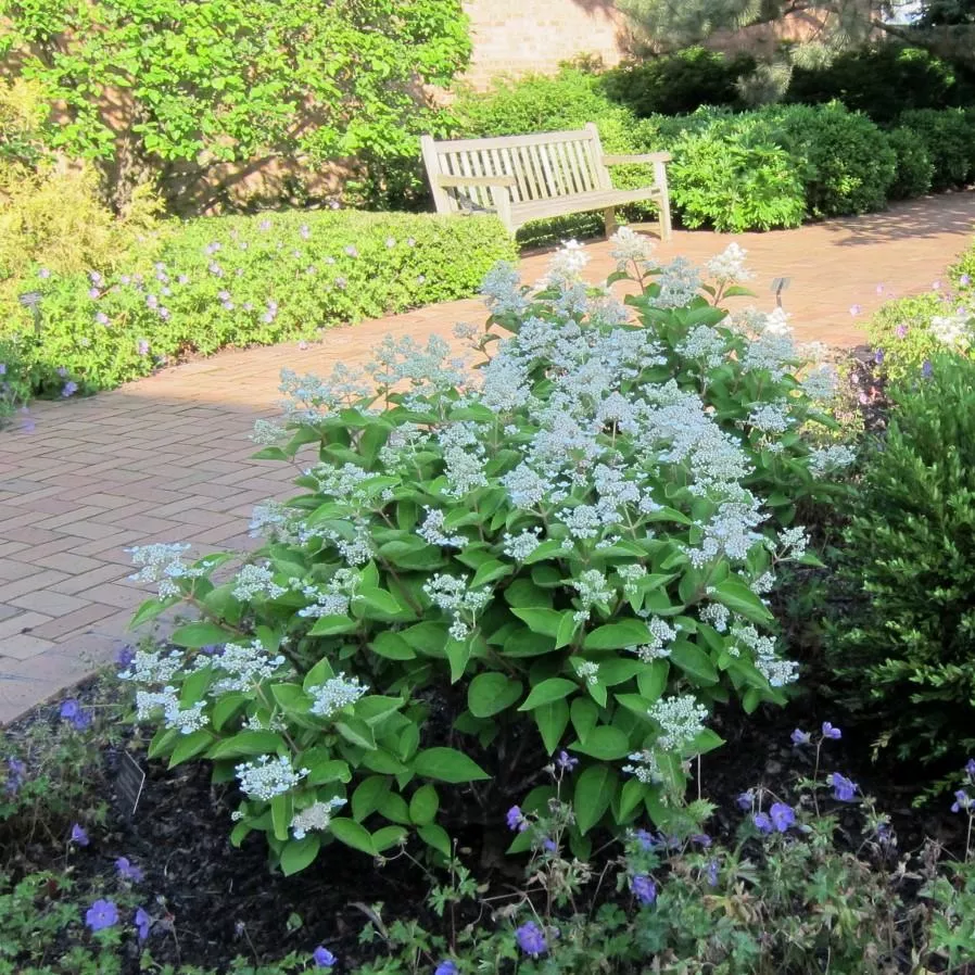 Dharuma Hydrangea