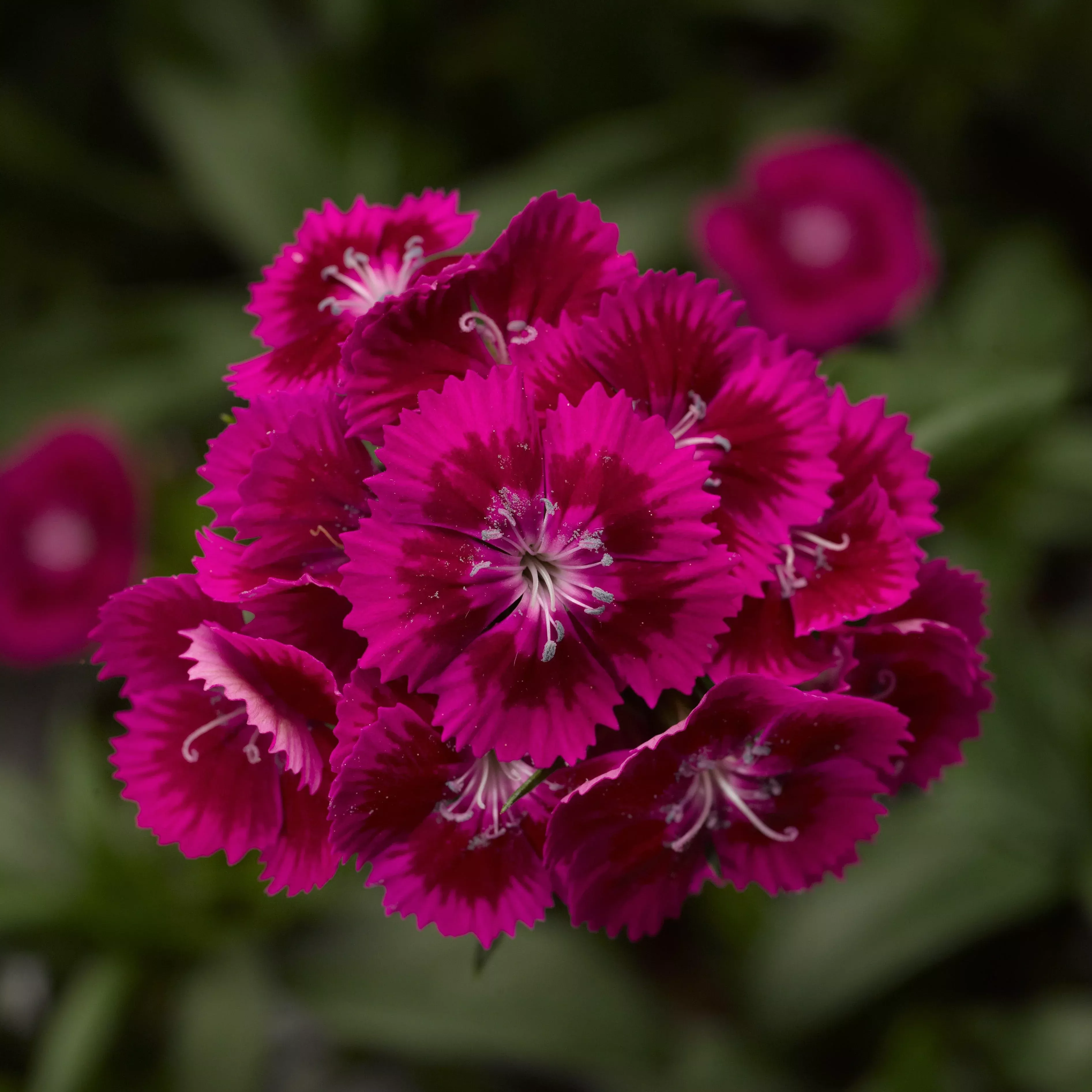 Diabunda™ Purple Dianthus