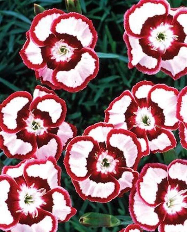 Dianthus 'Devon Siskin' PP 14,377