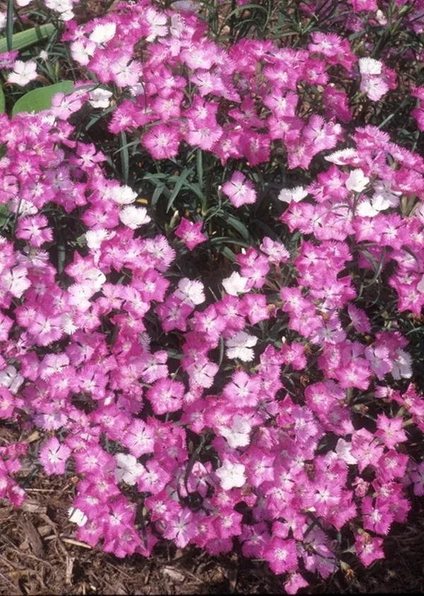 Dianthus 'First Love'