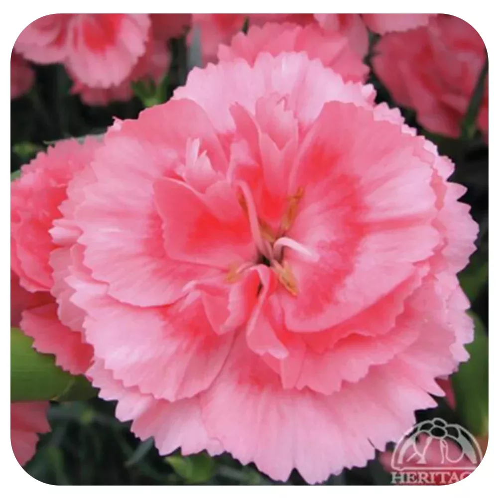 Dianthus‘Romancer’ Scent First Series