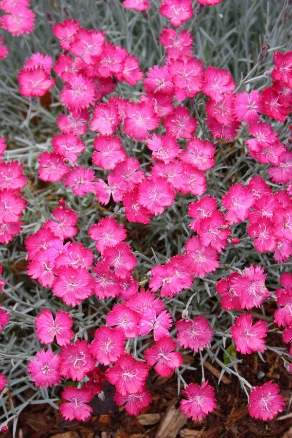 Dianthus 'Wicked Witch' PP 19,824