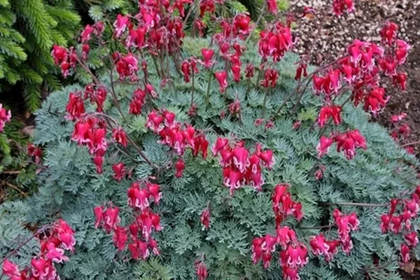 Dicentra 'Fire Island' PP 22,488