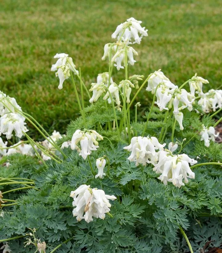 Dicentra `White Diamonds`