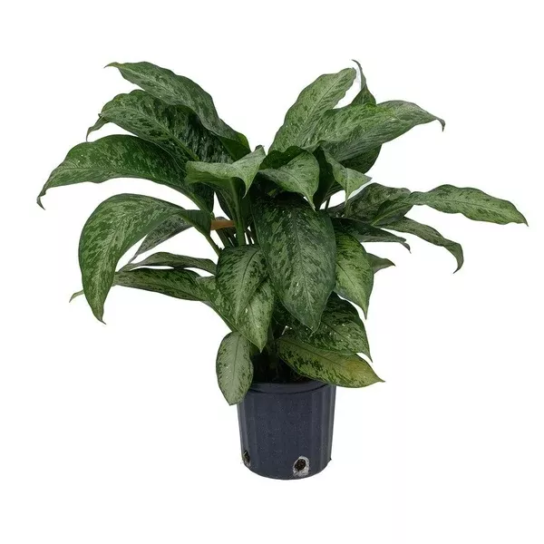 Dieffenbachia Snow