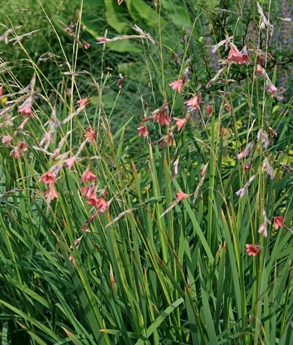 Dierama igneum