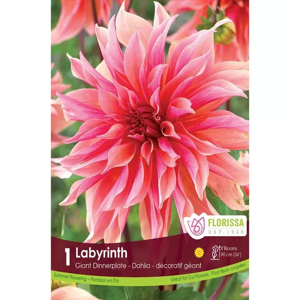 Dinnerplate Dahlia Labyrinth 1/PK