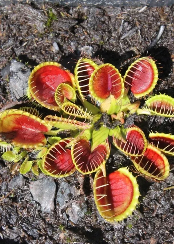 Dionaea muscipula 'Cupped Trap'