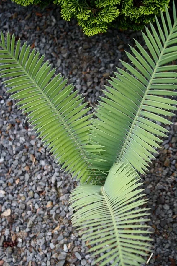 Dioon merolae