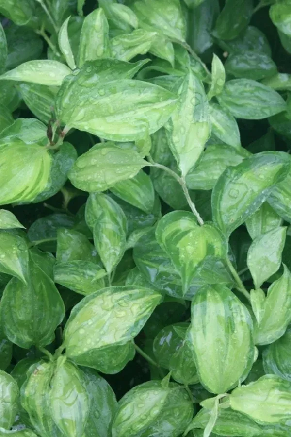 Disporum longistylum 'Winter Sun'