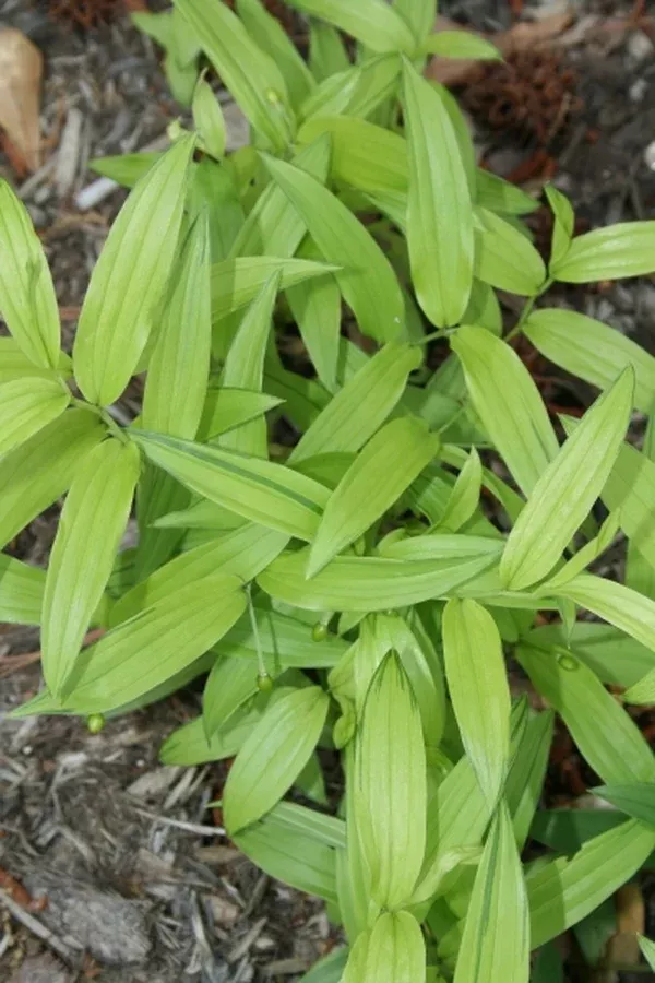 Disporum sessile 'Kinsei'