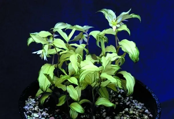 Disporum 'White Lightning'