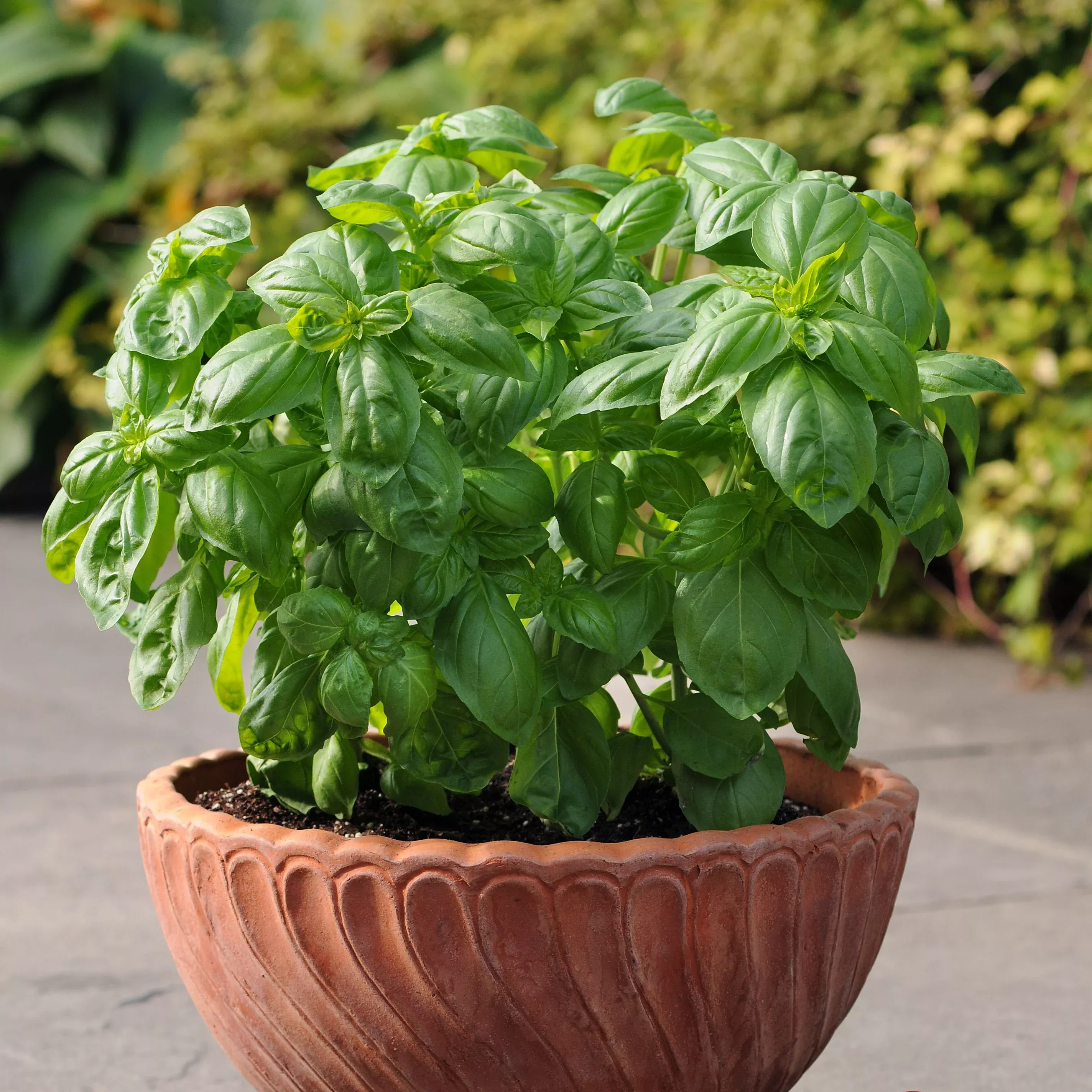 Dolce Fresca Sweet Basil