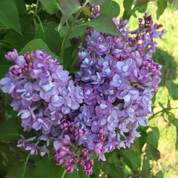 Double Blue Scentara Pw # 3 PW Cont