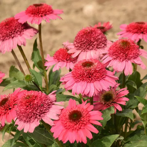 Double Coded Coral Cranberry Coneflower