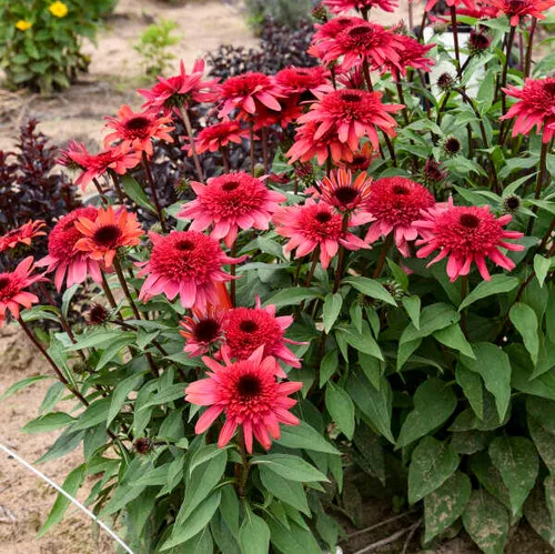 Double Dipped Raspberry Ripple Coneflower