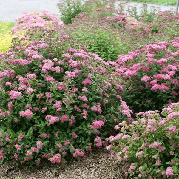 Double Play Pink Spirea PW