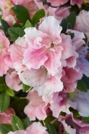 Double Shot Guava Azalea