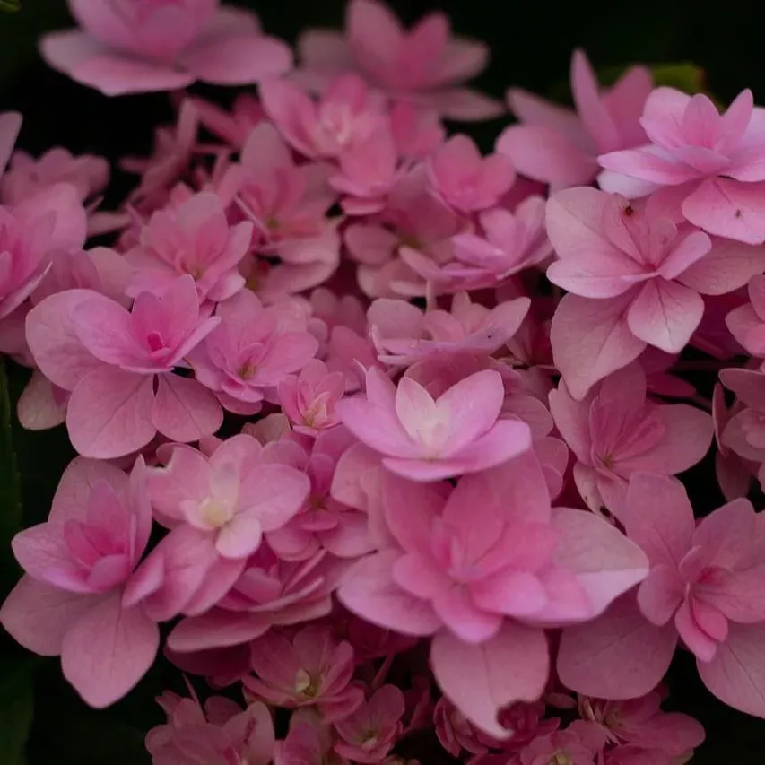 Doublicious Hydrangea