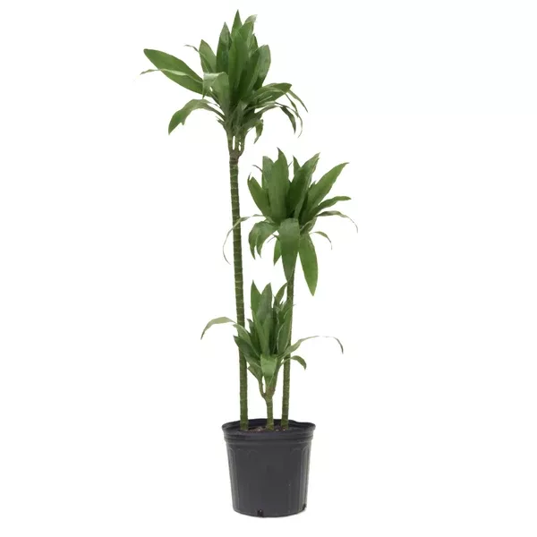 Dracaena Janet Craig Cane 3-2-1 10"