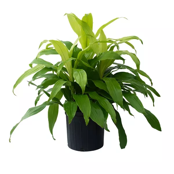 Dracaena Limelight 3ppp 10"