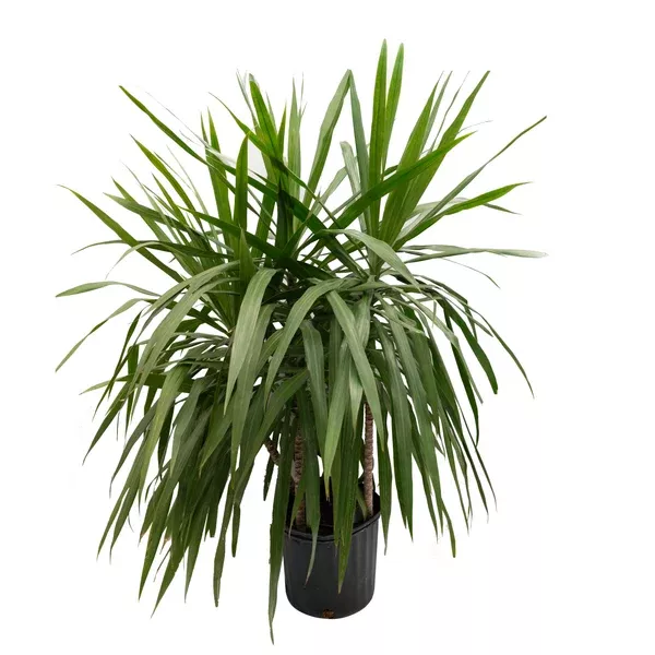 Dracaena Tarzan Bush 3ppp 10"