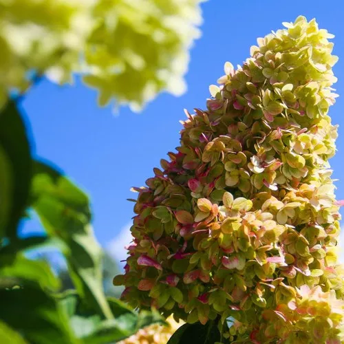 Dragon Baby Hardy Hydrangea