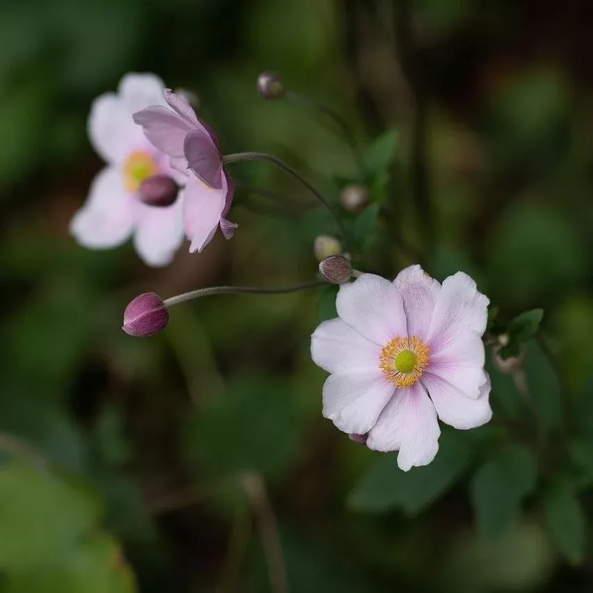 Dreaming Swan™ Anemone