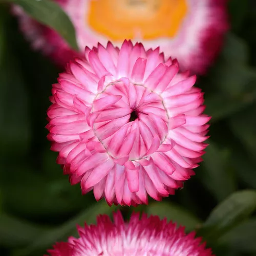 Dreamtime Jumbo Rose Strawflower
