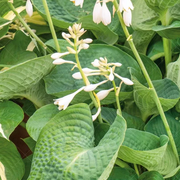 Drinking Gourd Hosta # 1 CG