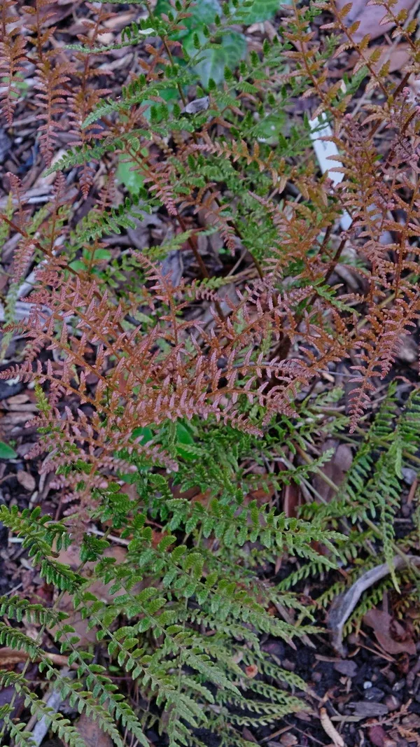 Dryopteris erythrosora var. prolifica