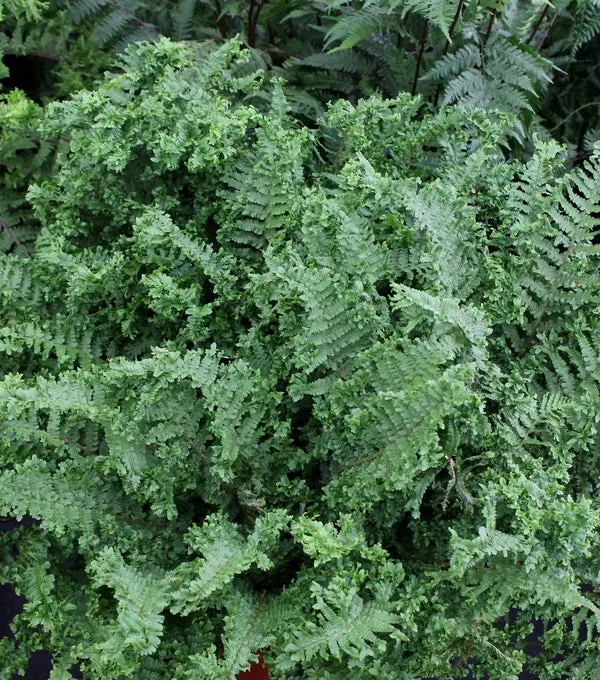 Dryopteris filix-mas 'Parsley'