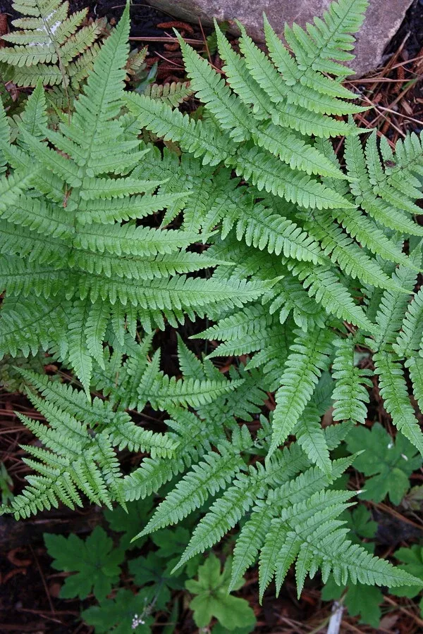 Dryopteris formosana