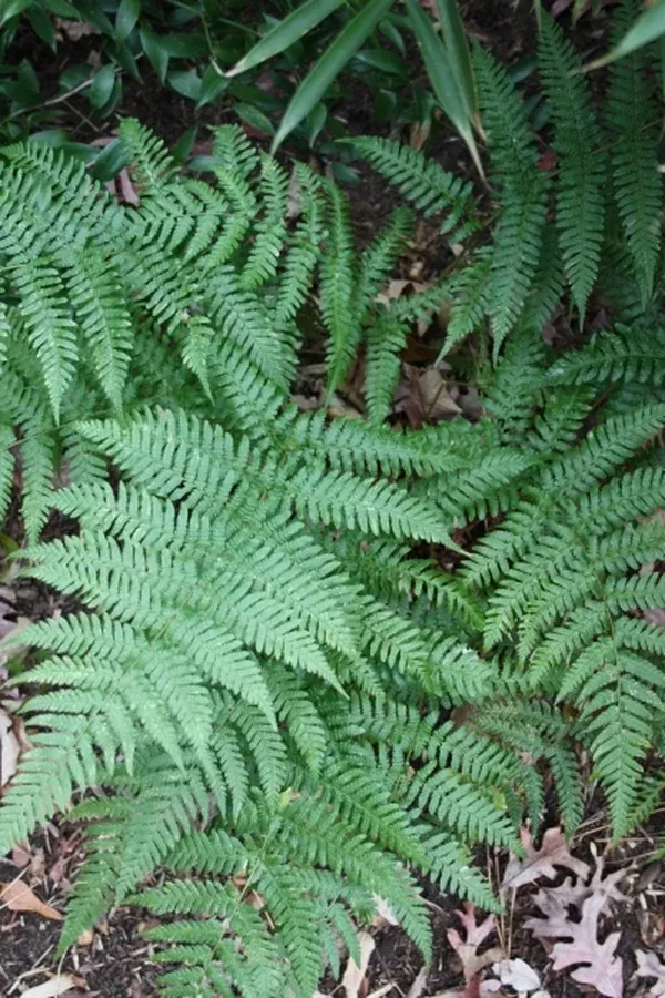 Dryopteris indusiata