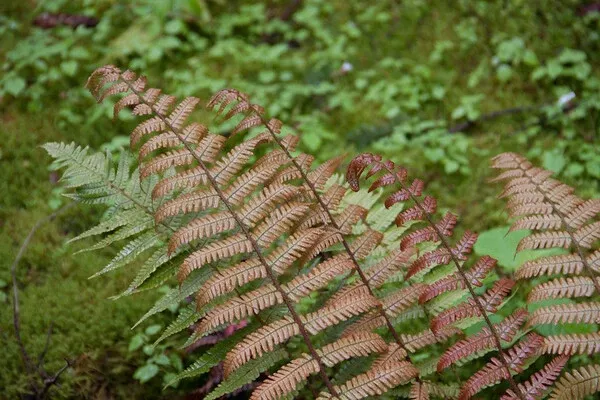 Dryopteris lepidopoda