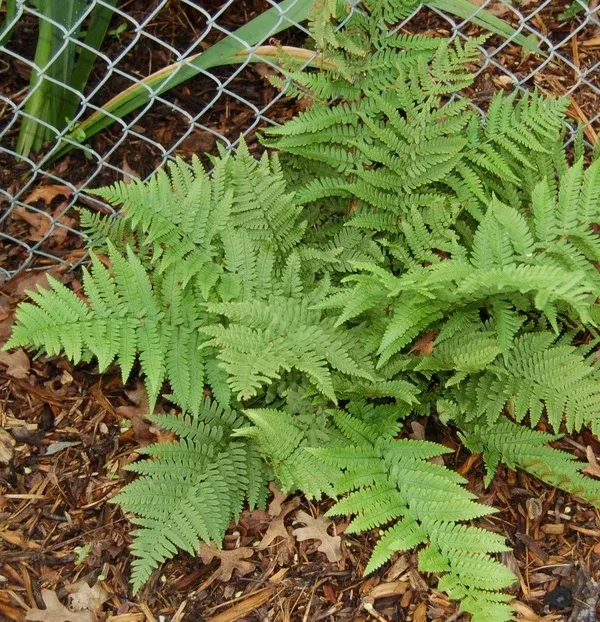 Dryopteris pulcherrima