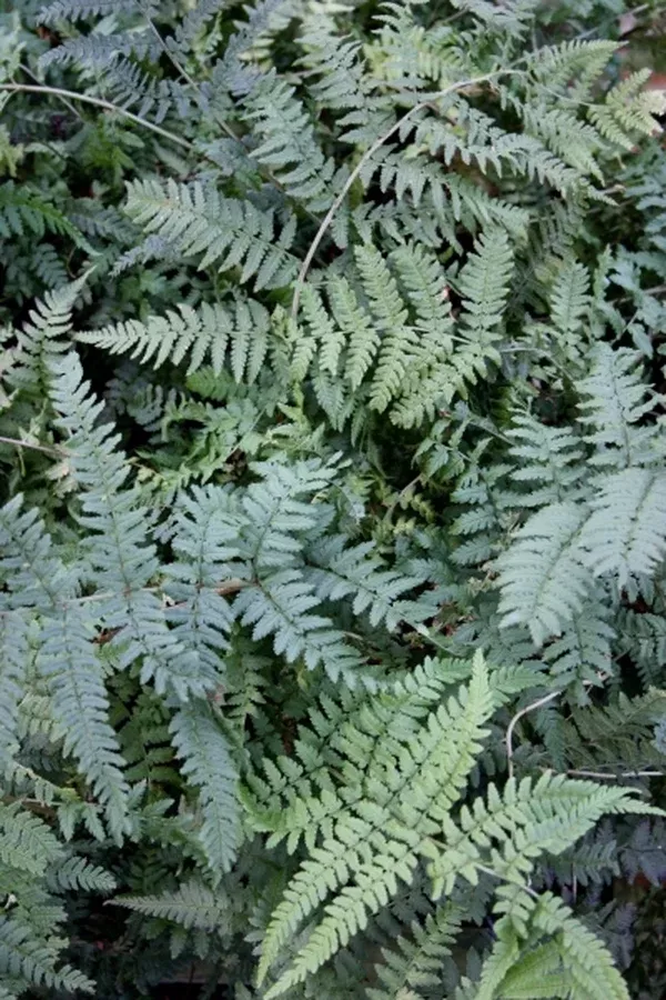 Dryopteris ramosa
