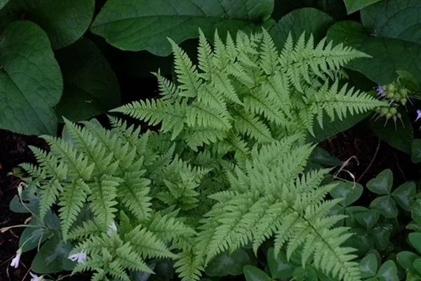 Dryopteris sacrosancta