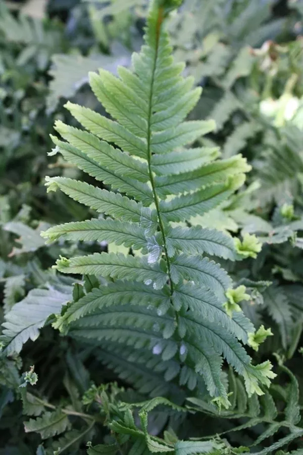 Dryopteris uniformis 'Gotemba Crested'