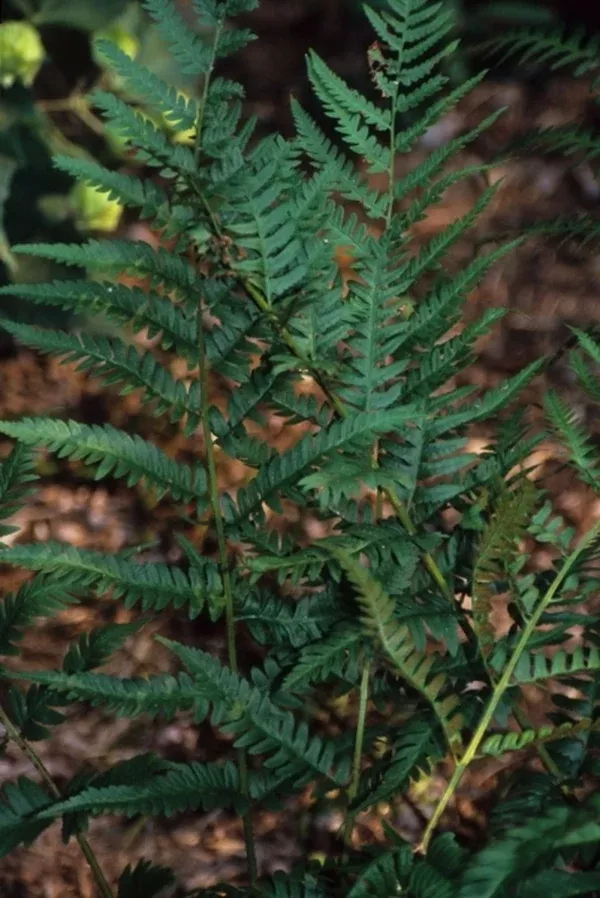 Dryopteris x celsa 'Shreveport'
