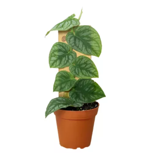 Dubia Monstera