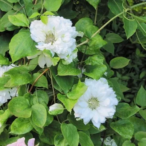 Duchess of Edinburgh Clematis