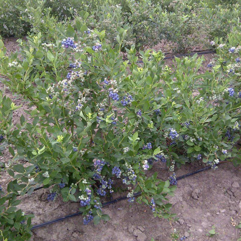 Duke Highbush Blueberry