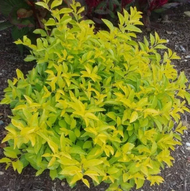 Duranta Yellow Live Plant – Set of 2 Starter Shrubs – 3-6″ Tall – Outdoor Garden