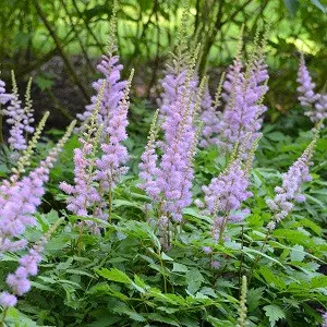 Dwarf Astilbe