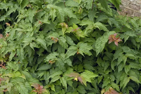 Dwarf Bush Honeysuckle