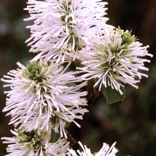 Dwarf Fothergilla