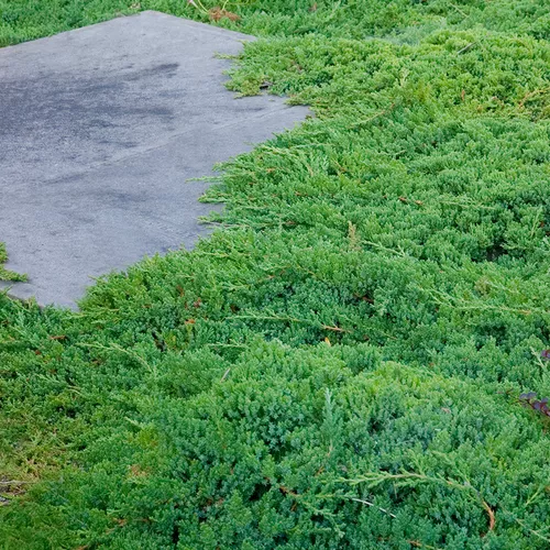 Dwarf Japanese Juniper